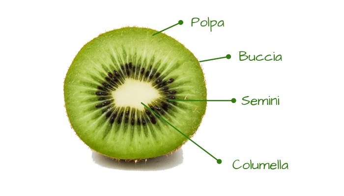 kiwi frutto